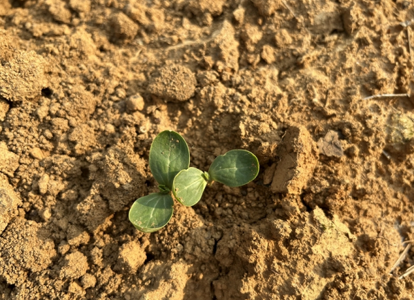 測(cè)定土壤碳氮比的意義在于哪里？土壤總有機(jī)碳檢測(cè)儀的原理