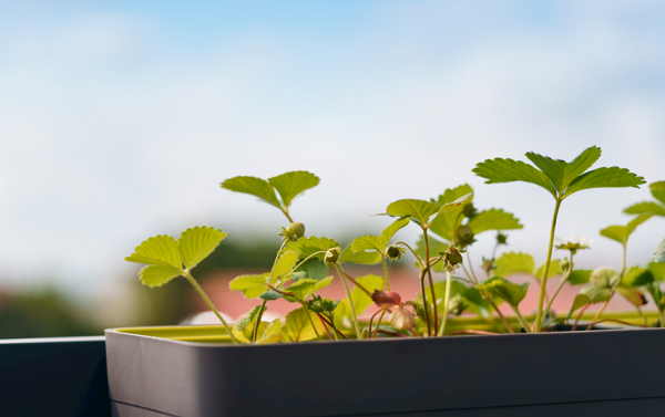 想要選擇高性價(jià)比的土壤養(yǎng)分檢測儀器？不妨看看這篇解析